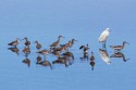 Greater Yellowlegs and Snowy Egret